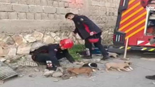 Kahramanmaraş’ta Su Giderine Sıkışan Yavru Köpekler Kurtarıldı!