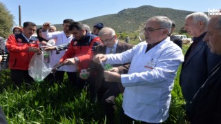 Kahramanmaraş’ta Süne Zararlısına Karşı Biyolojik Seferberlik