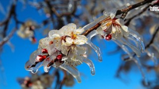 Soğuk Hava Geliyor! Kahramanmaraş’ta Zirai Don Tehlikesi
