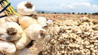 Kahramanmaraş’ta 15 Bin Tonluk Sarımsak Bereketi