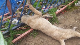 Kahramanmaraş'ta Korkuluğa Sıkışan Köpek İtfaiye Tarafından Kurtarıldı