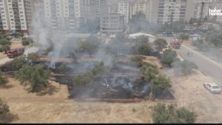 Kahramanmaraş’ta Zeytinlik Yangını Paniğe Yol Açtı!