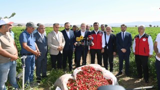 Başkan Görgel, Maraş Biberi Hasadına Katıldı: “Katma Değerini Artıracağız”