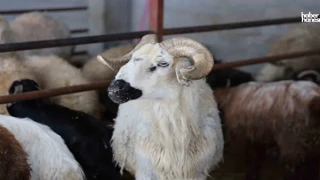 Kahramanmaraş Merkezde Kurbanlık Fiyatları Açıklandı! İşte Güncel Liste