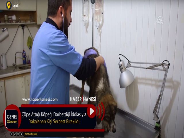 Çöpe Attığı Köpeği Darbettiği İddiasıyla Yakalanan Kişi Serbest Bırakıldı