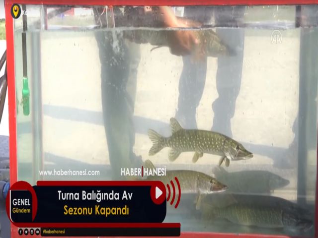 Turna Balığında Av Sezonu Kapandı