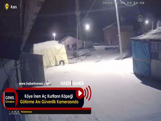 Köye İnen Aç Kurtların Köpeği Götürme Anı Güvenlik Kamerasında