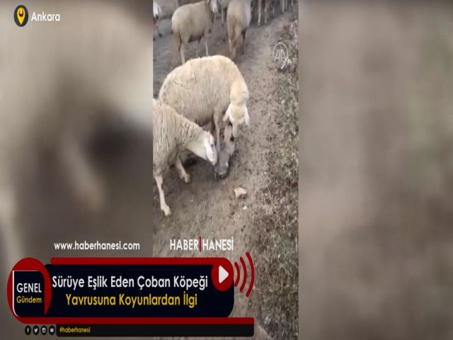 Sürüye Eşlik Eden Çoban Köpeği Yavrusuna Koyunlardan İlgi
